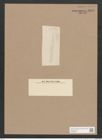 Navicula sp. (de-Toni-Nr.: Genus 1) Zeichnungen Sammlung Grunow Nr. 1378 (NHMW-BOT-W0368334)